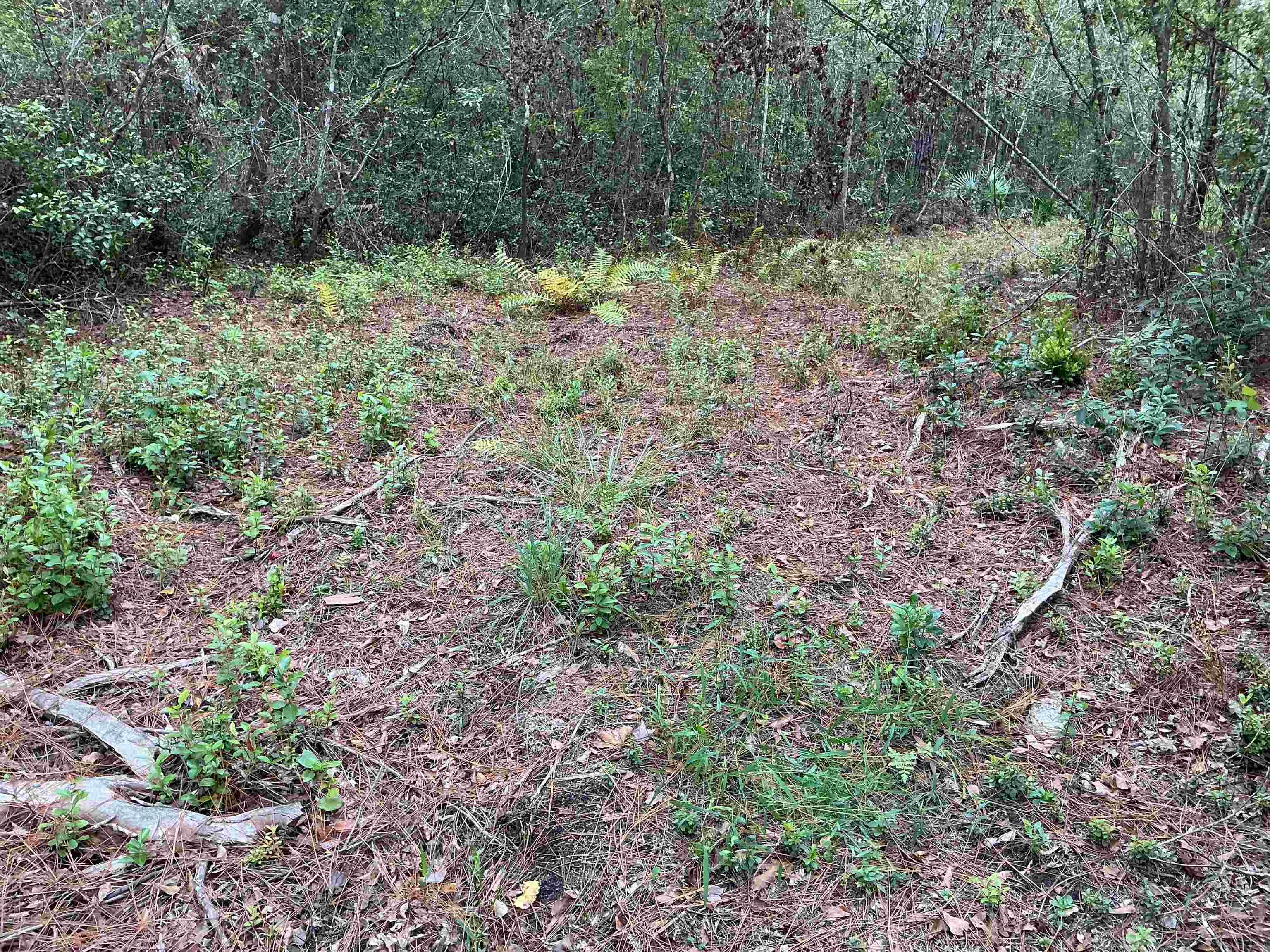 Tbd South Salt Road Monticello, FL 32344 - Photo 15 of 28