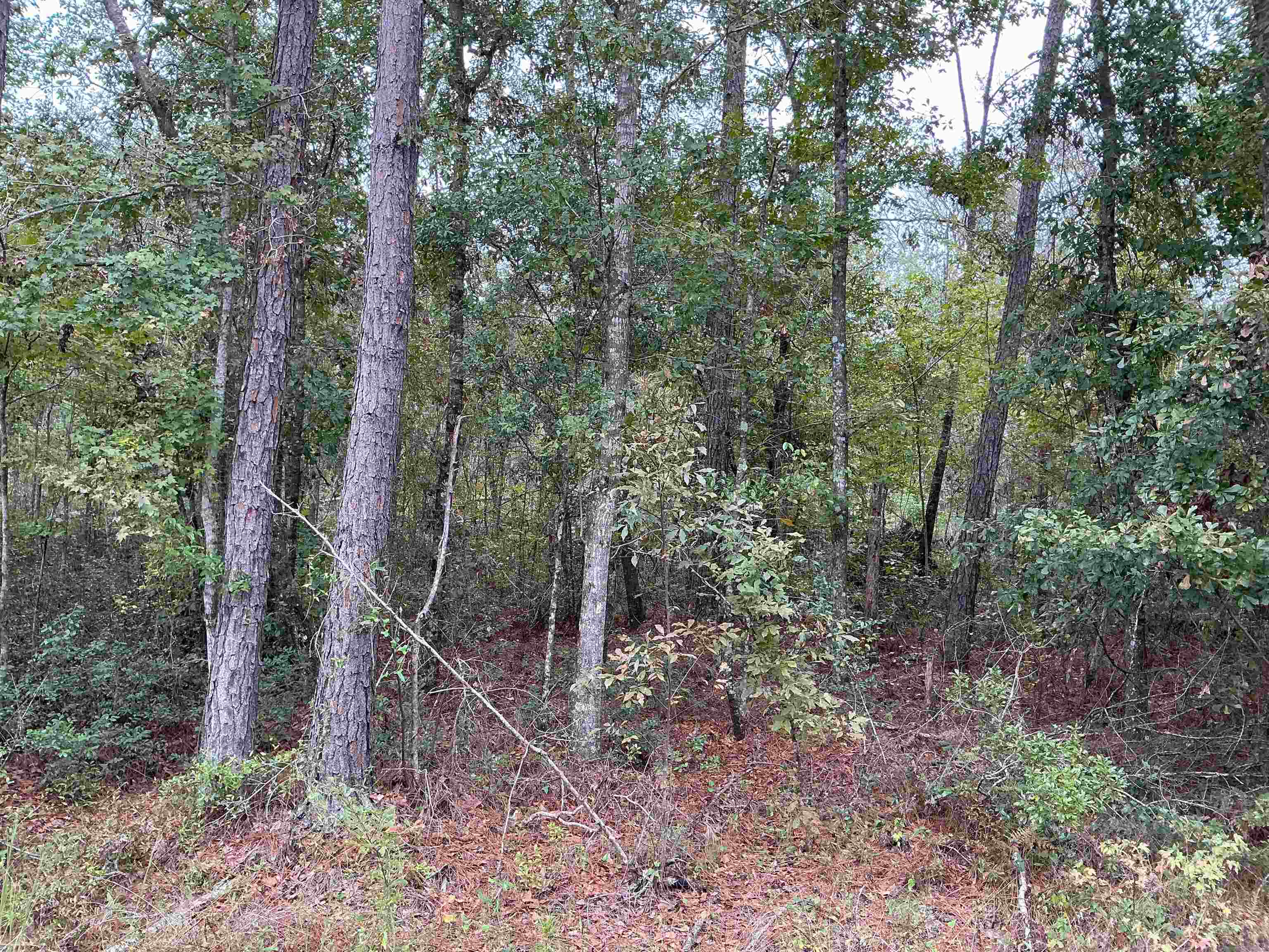 Tbd South Salt Road Monticello, FL 32344 - Photo 20 of 28