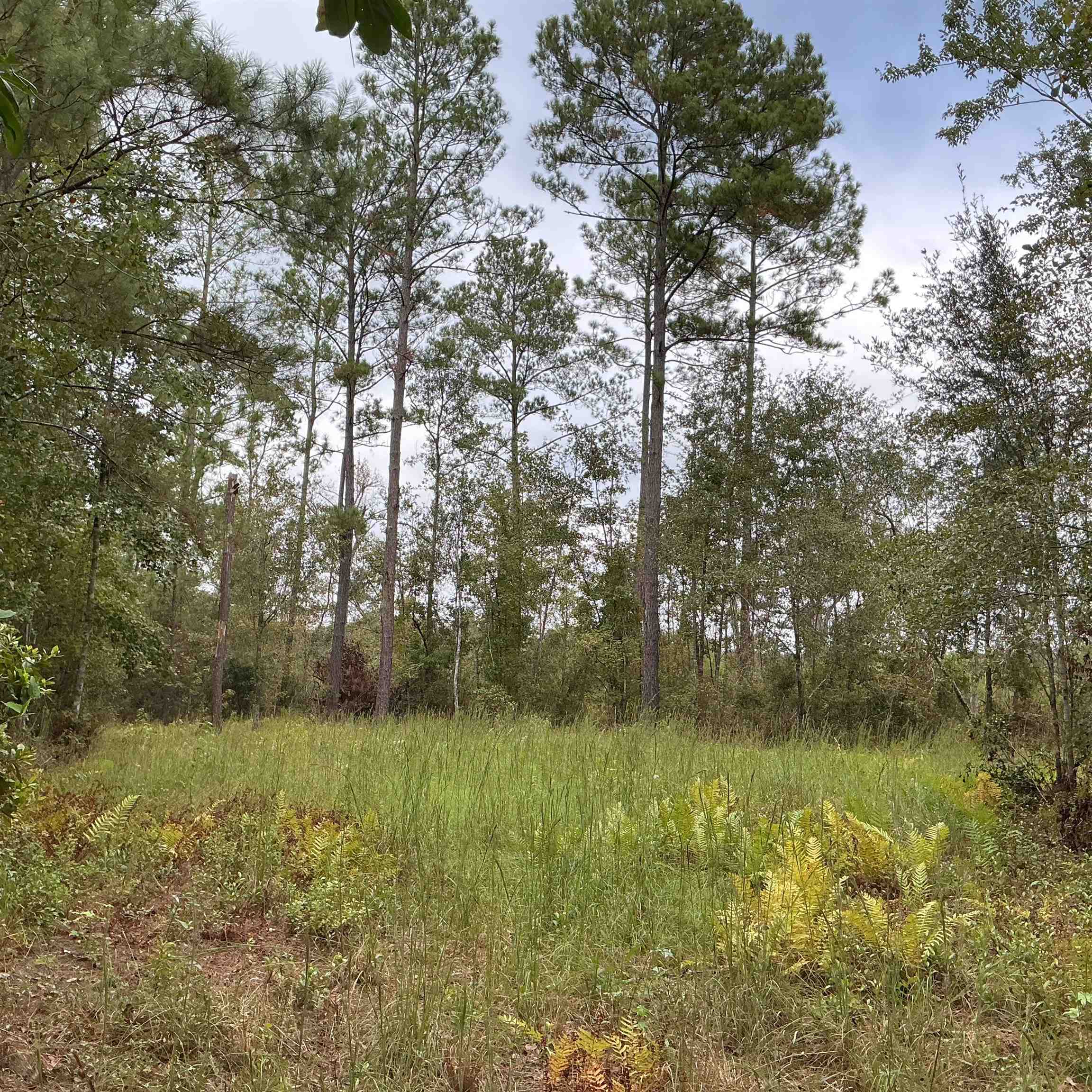 Tbd South Salt Road Monticello, FL 32344 - Photo 22 of 28