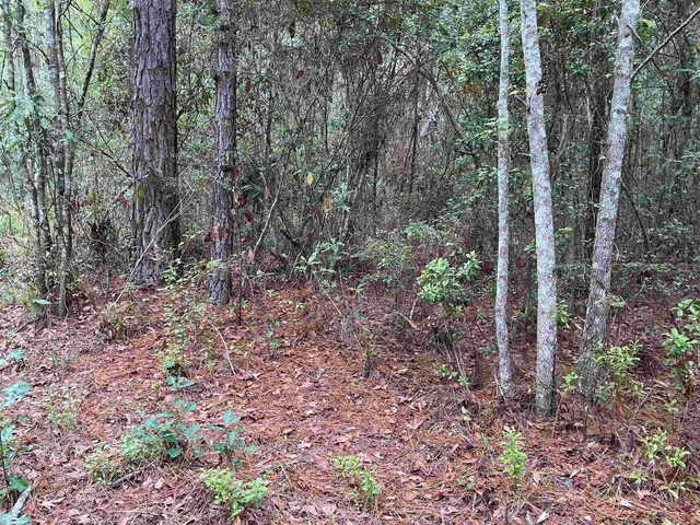 $57,056 | Tbd South Salt Road, Monticello, FL 32344