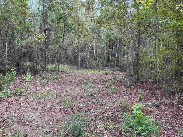 $57,056 | Tbd South Salt Road, Monticello, FL 32344