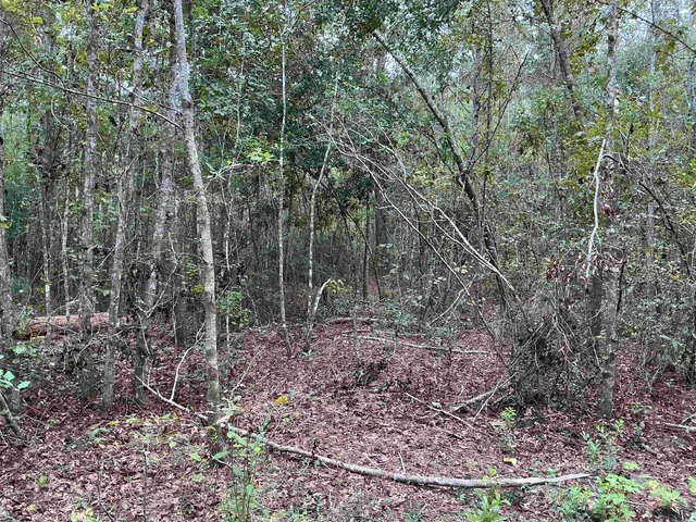 $57,056 | Tbd South Salt Road, Monticello, FL 32344
