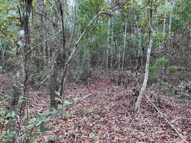 $57,056 | Tbd South Salt Road, Monticello, FL 32344