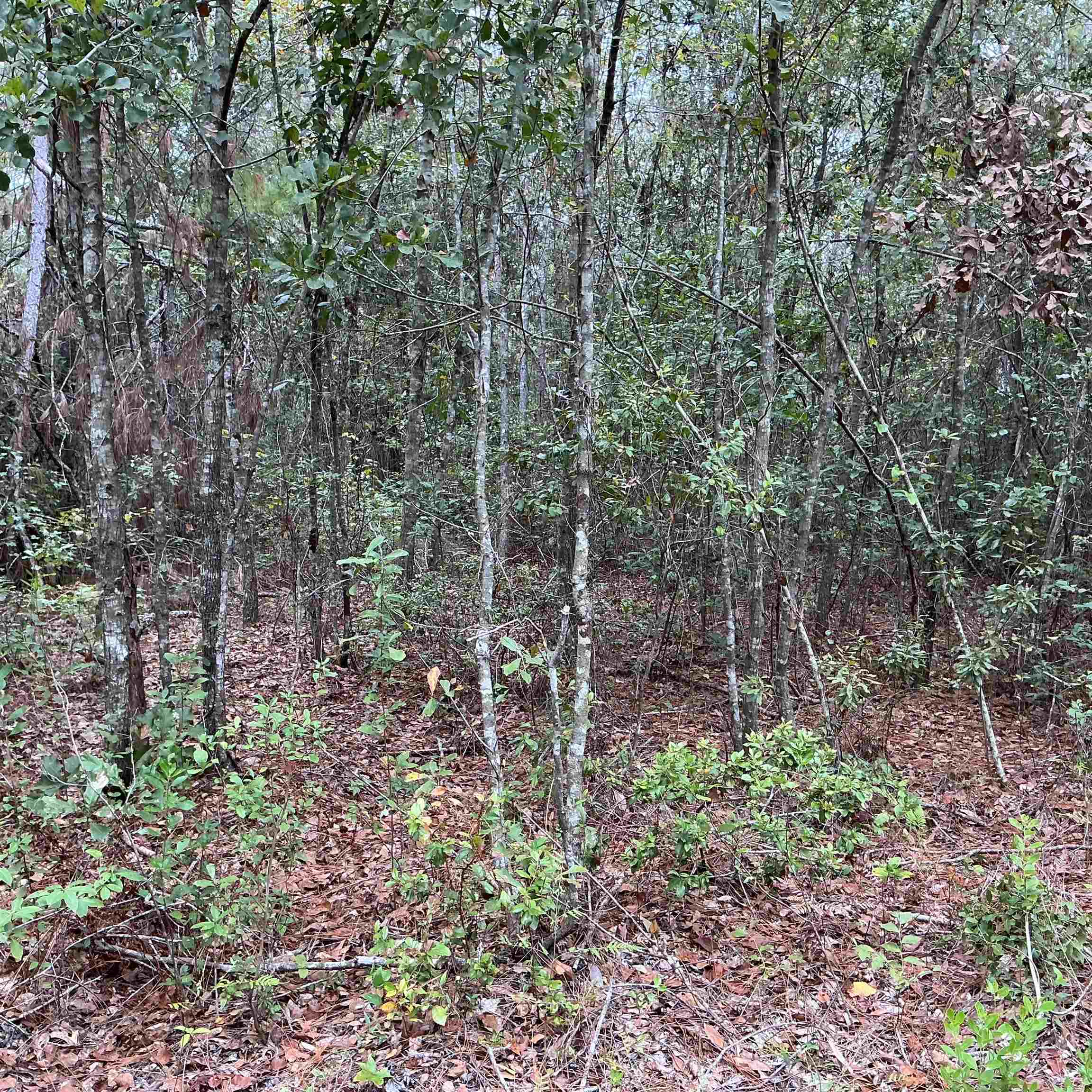 Tbd South Salt Road Monticello, FL 32344 - Photo 6 of 28