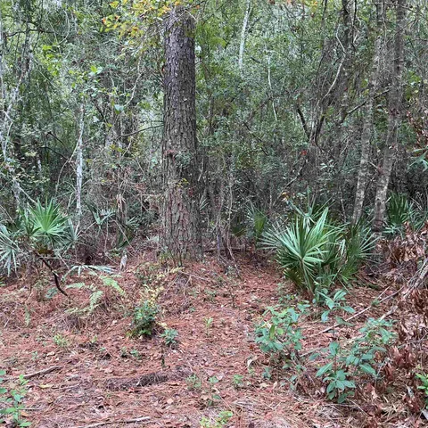 $57,056 | Tbd South Salt Road, Monticello, FL 32344