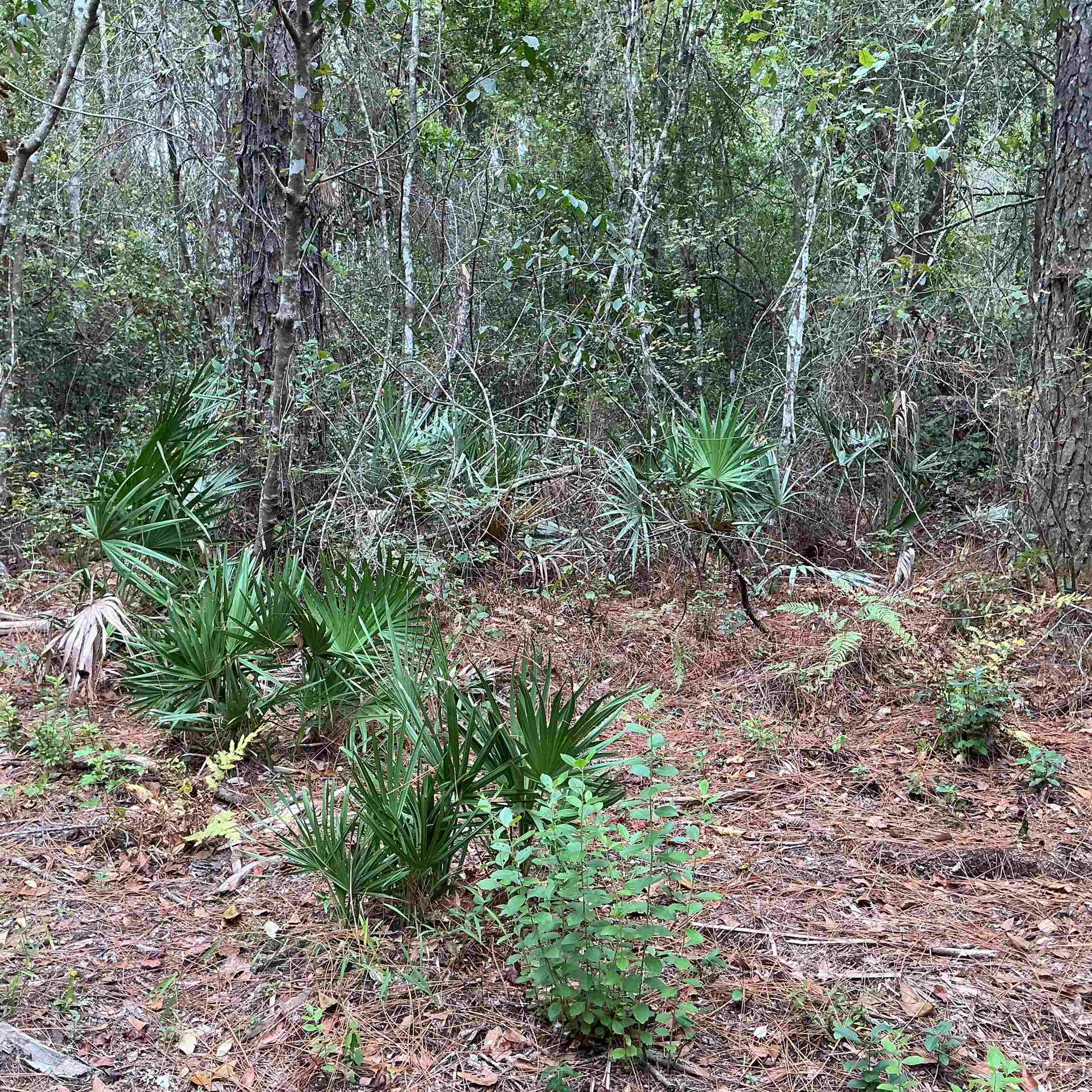 Tbd South Salt Road Monticello, FL 32344 - Photo 9 of 28