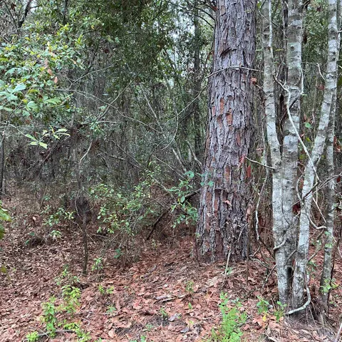 $57,056 | Tbd South Salt Road, Monticello, FL 32344