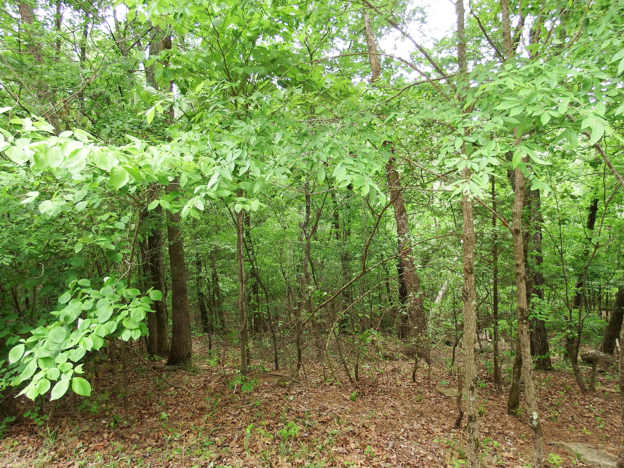 24 Bluffs Road North Guild, TN 37340 - Photo 11 of 13 Gallery Image 11