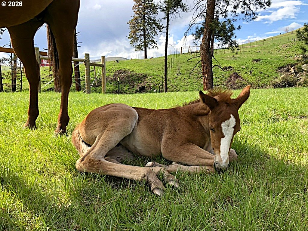 61615 High Valley Road Union, OR 97883 - Photo 41 of 47 a garden view with a sitting space