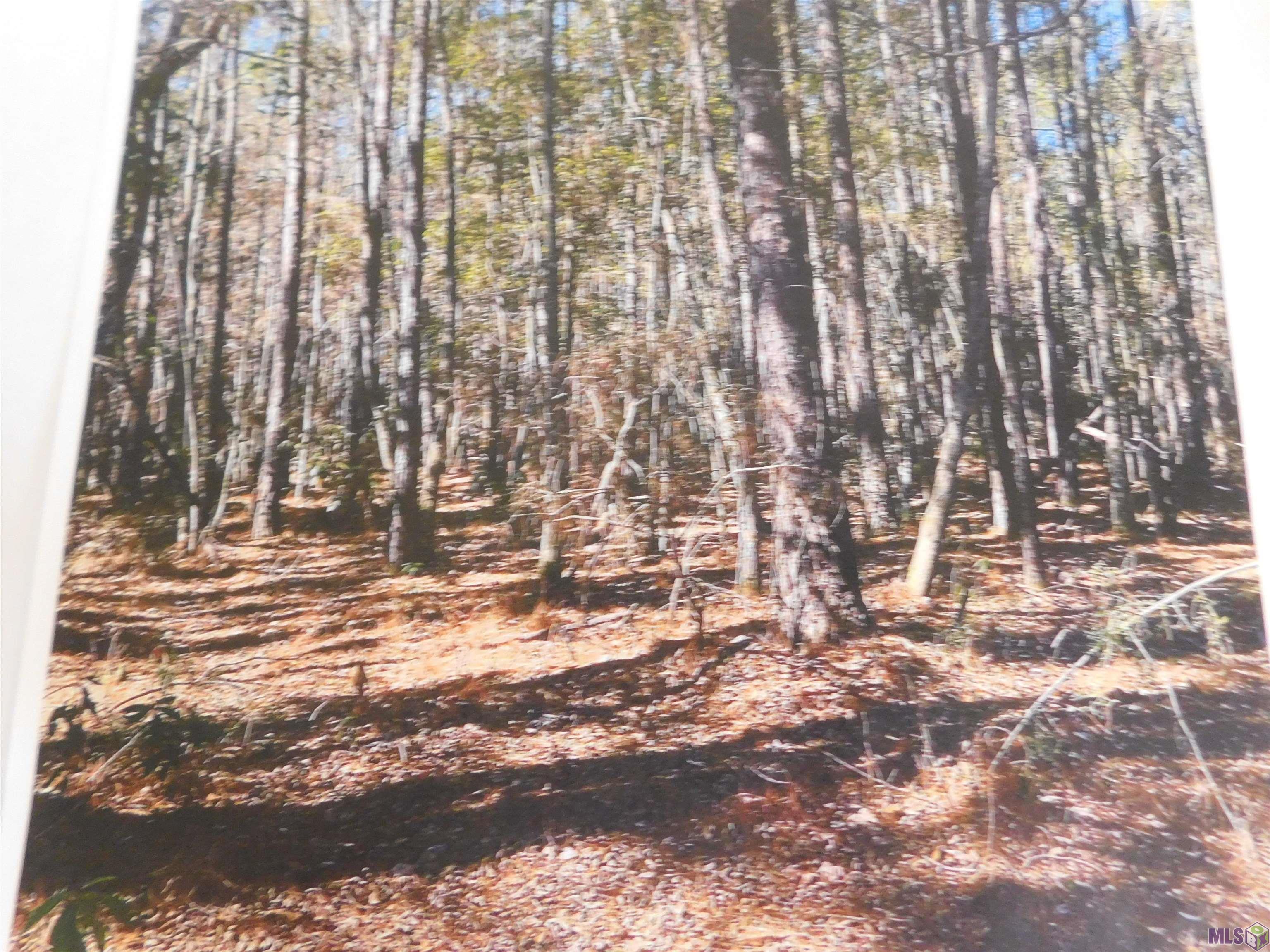 Tbd Transmitter Road Lacombe, LA 70445 - Photo 1 of 4 Gallery Image 1