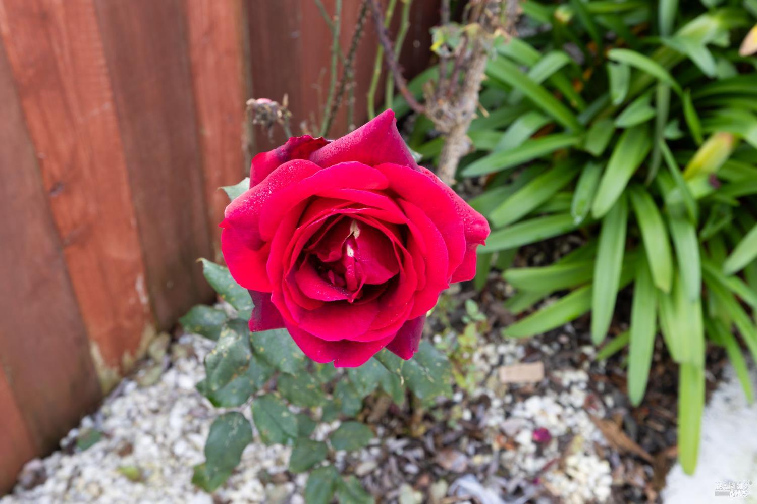 503 Corte Naranja Rohnert Park, CA 94928 - Photo 31 of 40