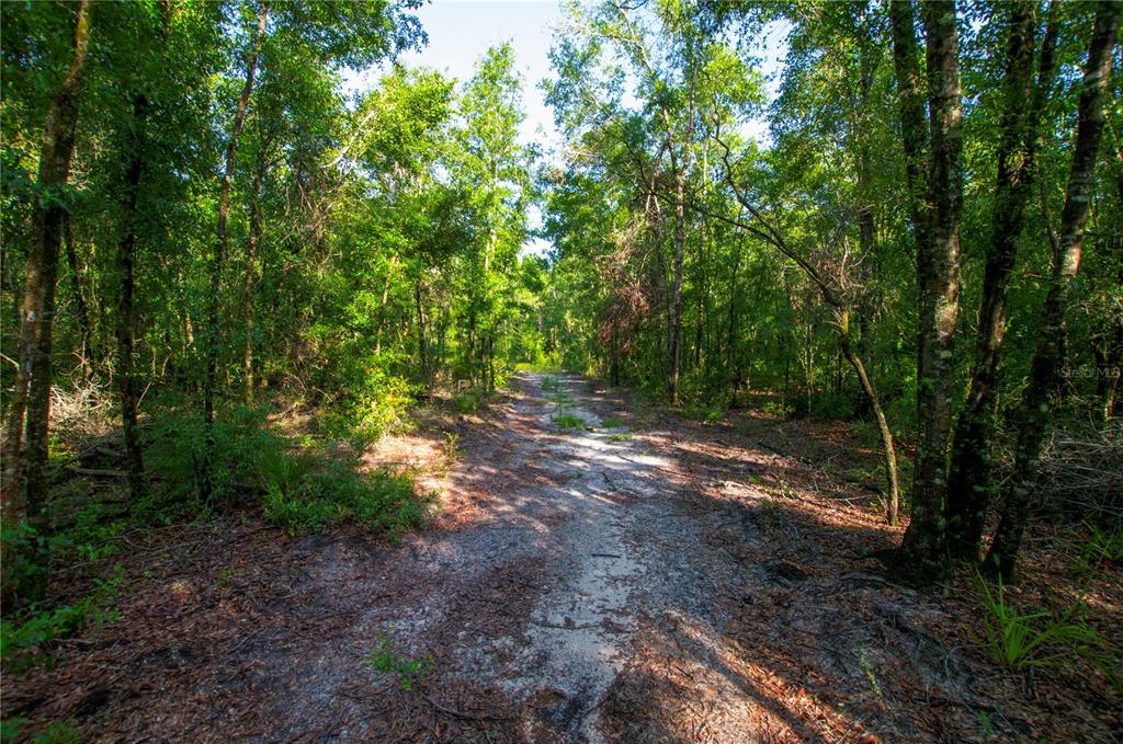 18233 185th Road Live Oak, FL 32060 - Photo 84 of 99 a view of a yard with large trees