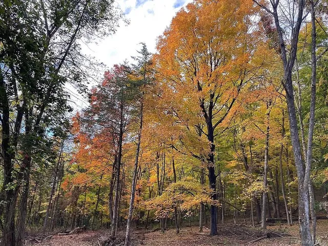 a view of a park with large trees
