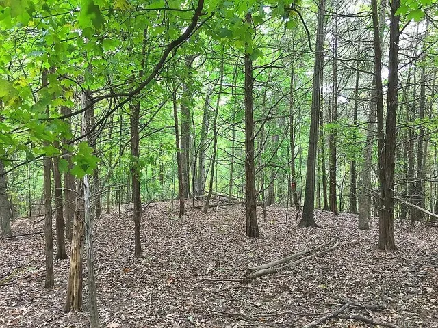 a view of a forest with trees
