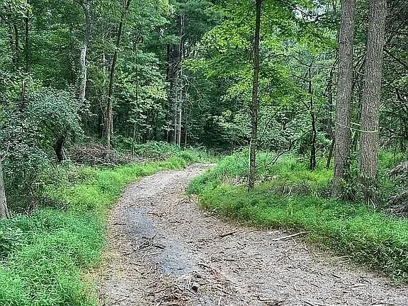 a view of a park with large trees