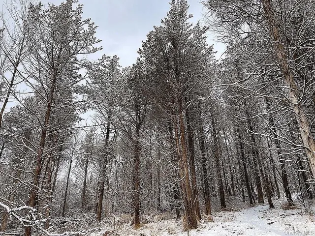 a view of a row of trees