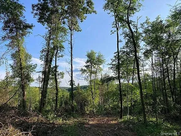 a view of a forest