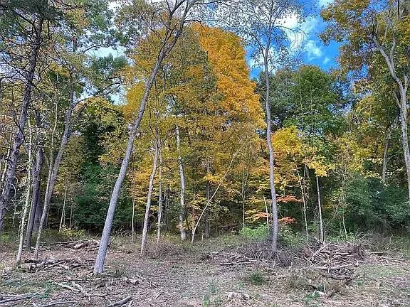 a view of a yard with plants and large trees