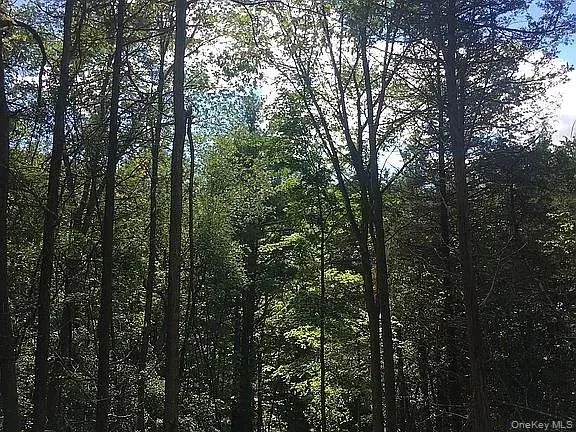 a view of forest