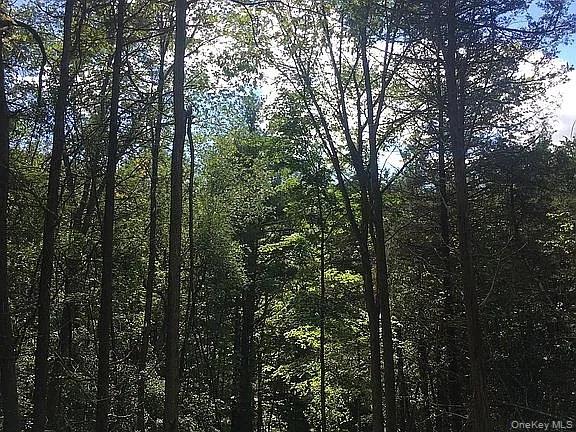 410 County Rt 25 Grand Gorge, NY 12434 - Photo 10 of 18 a view of forest