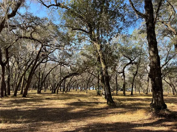 a view of a yard with large trees