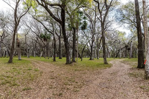 a view of a forest with trees in the background