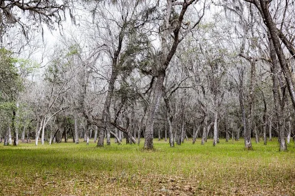 a view of a forest with trees