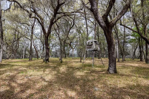 a view of a tree in the middle of a yard