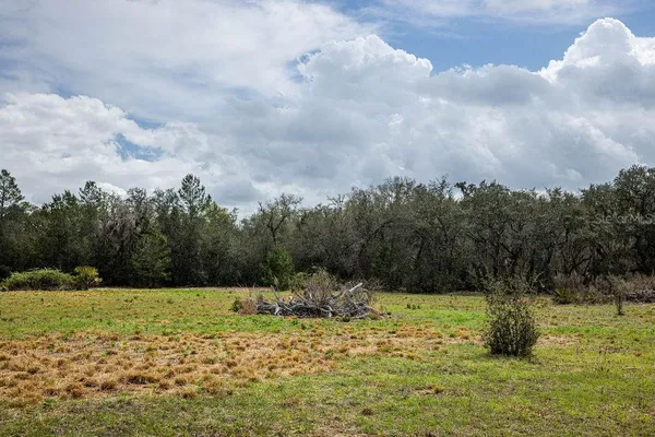 a ground with lots of trees and plants