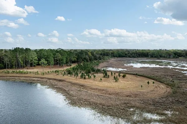 a view of a forest with trees in the background