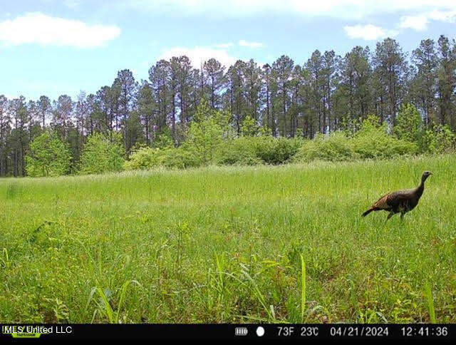 1 Mt Zion Road Magee, MS 39111 - Photo 20 of 23 65 - Copy (2)