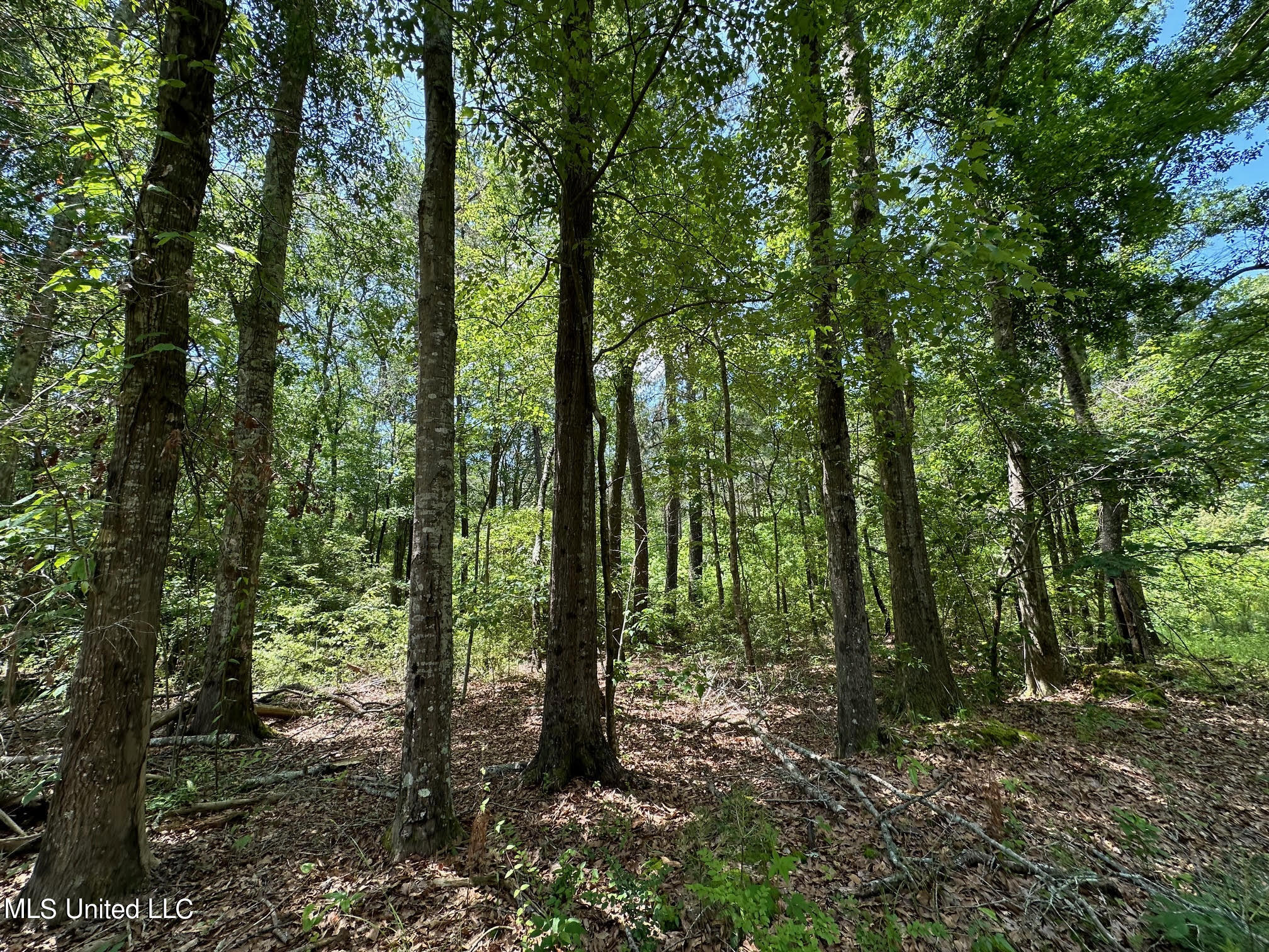 1 Mt Zion Road Magee, MS 39111 - Photo 4 of 23 6 - Copy