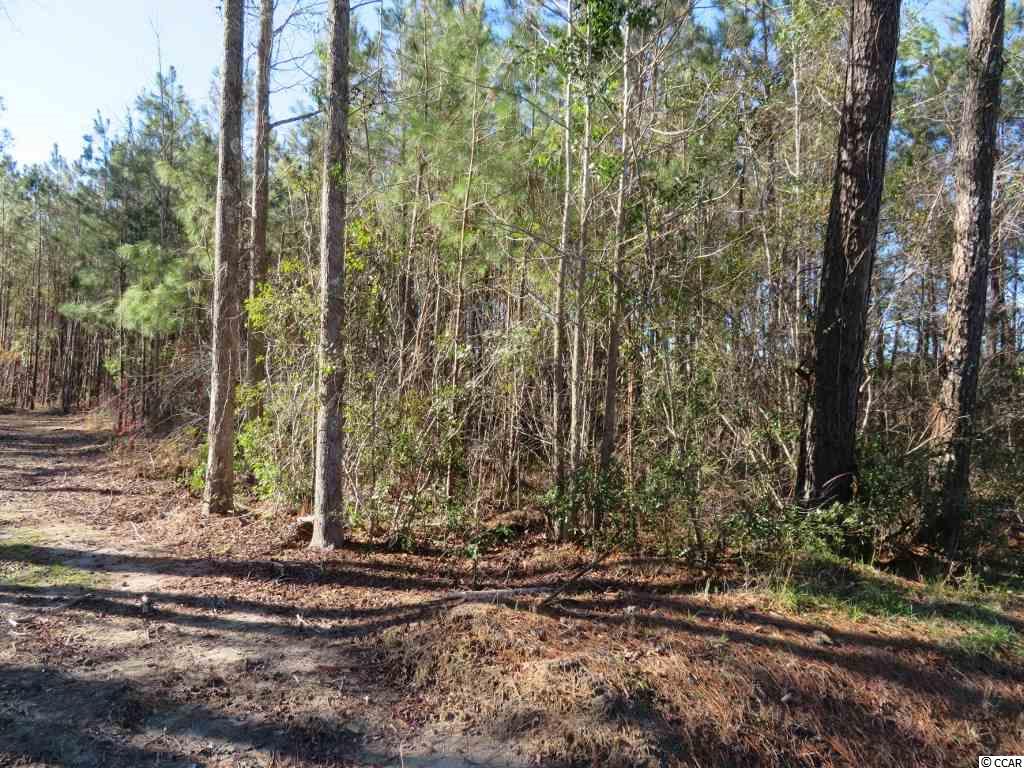 4 Dossies Road Conway, SC 29526 - Photo 8 of 16 Gallery Image 8