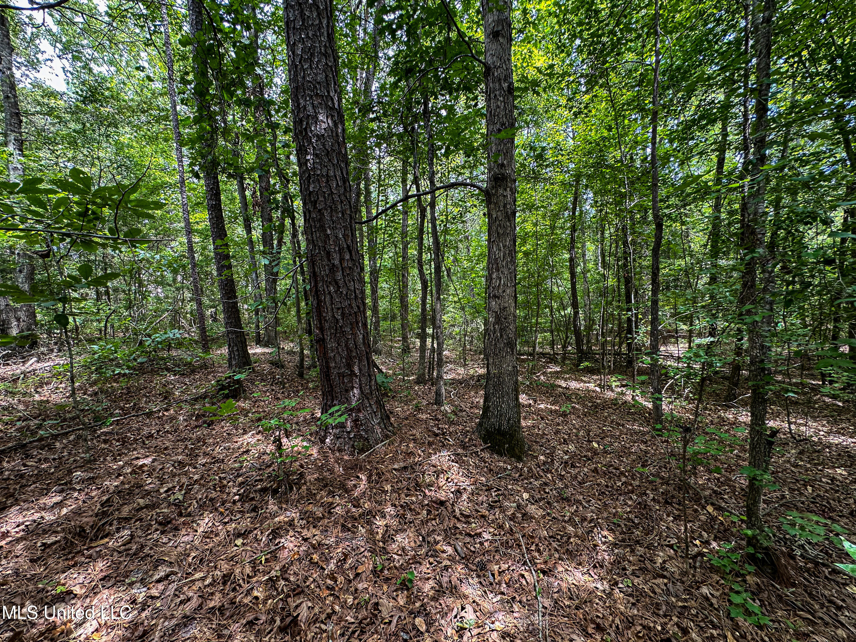 4 Grubb Springs Road Hamilton, MS 39746 - Photo 13 of 14 IMG_8890