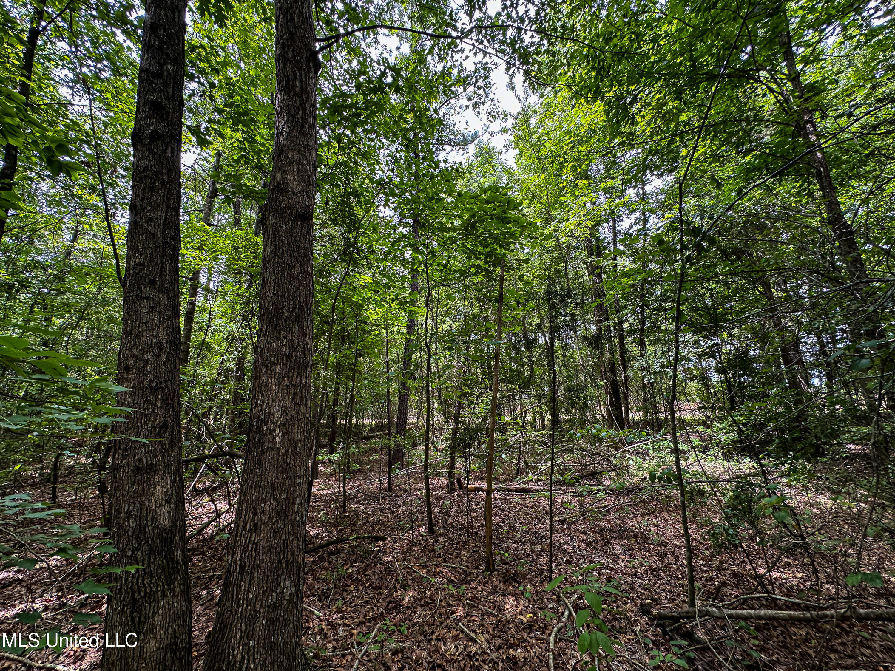 4 Grubb Springs Road Hamilton, MS 39746 - Photo 4 of 14 IMG_8886