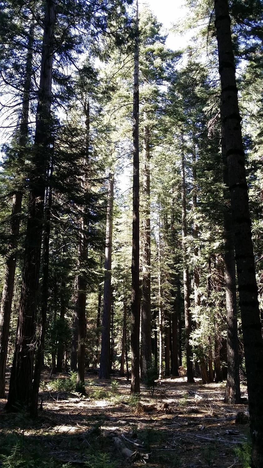 14961 Robbins Ranch Road Nevada City, CA 95959 - Photo 12 of 12