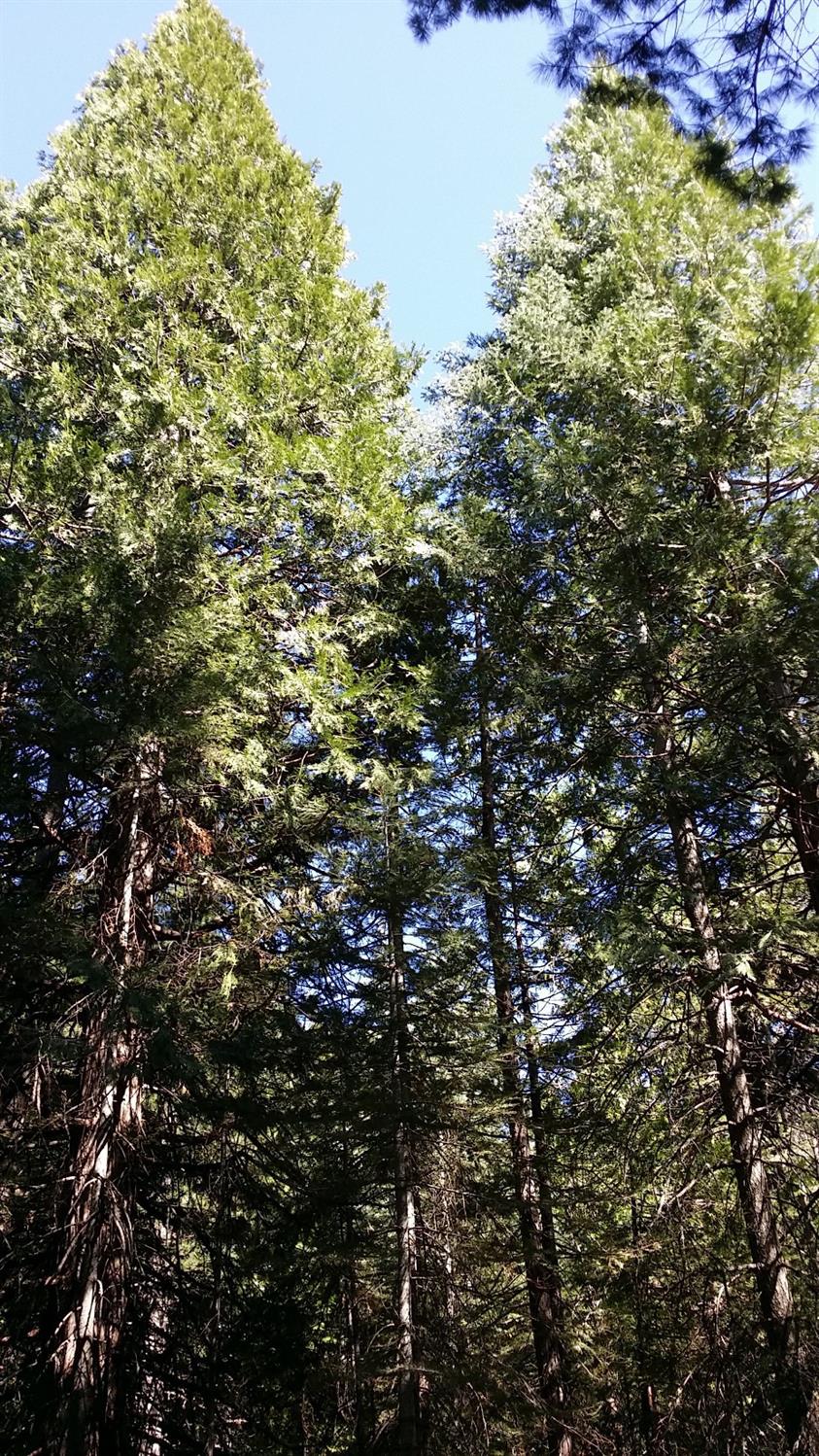 14961 Robbins Ranch Road Nevada City, CA 95959 - Photo 6 of 12