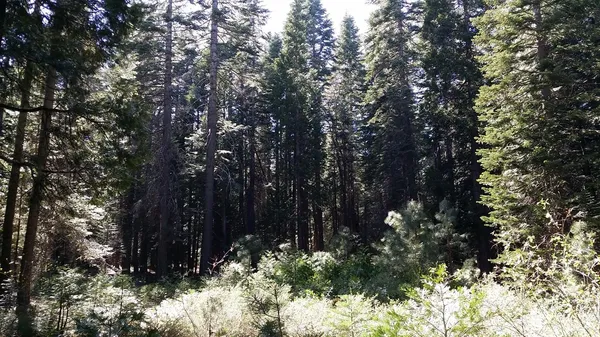 $99,000 | 14961 Robbins Ranch Road, Nevada City, CA 95959