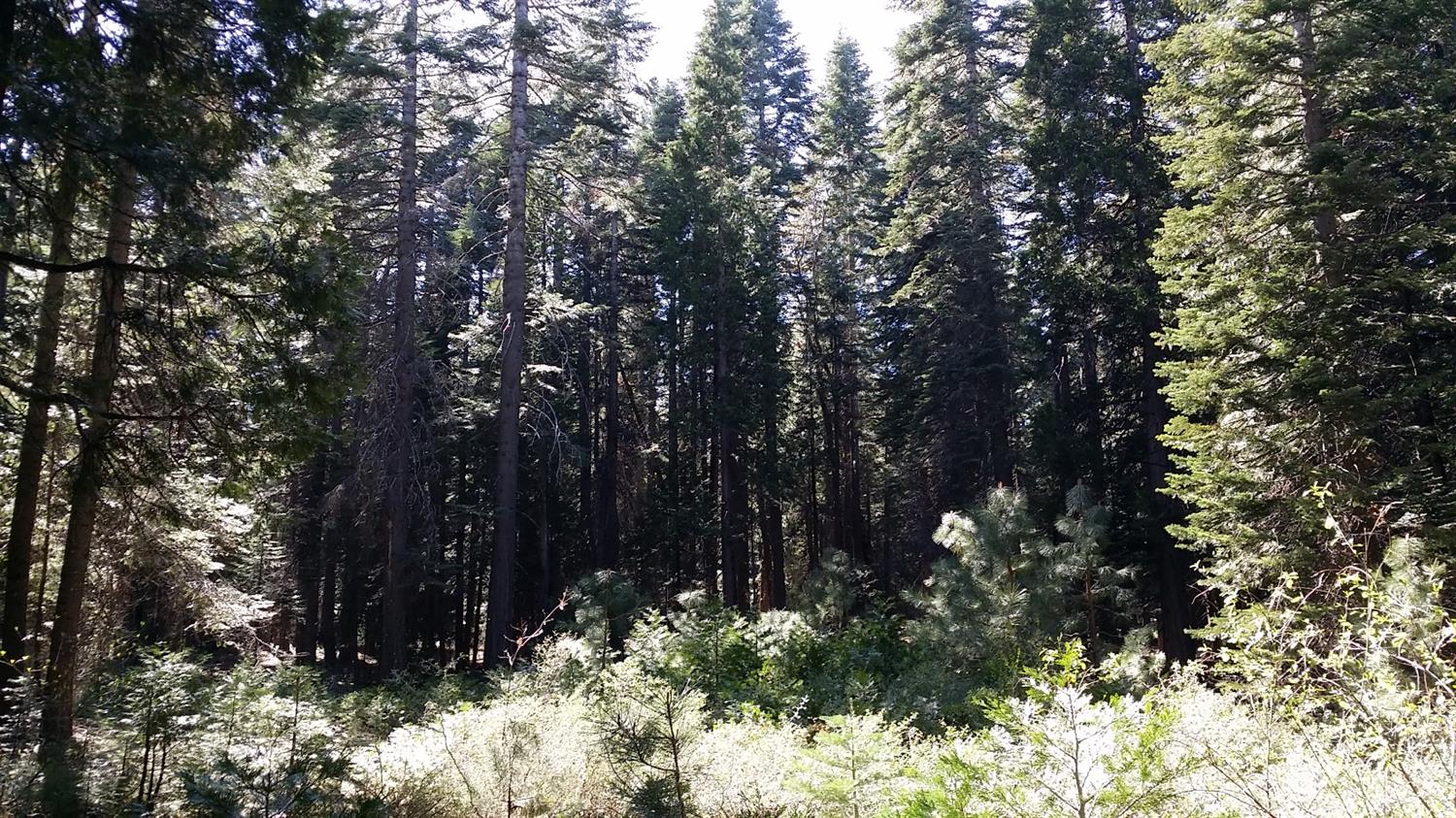 14961 Robbins Ranch Road Nevada City, CA 95959 - Photo 10 of 12