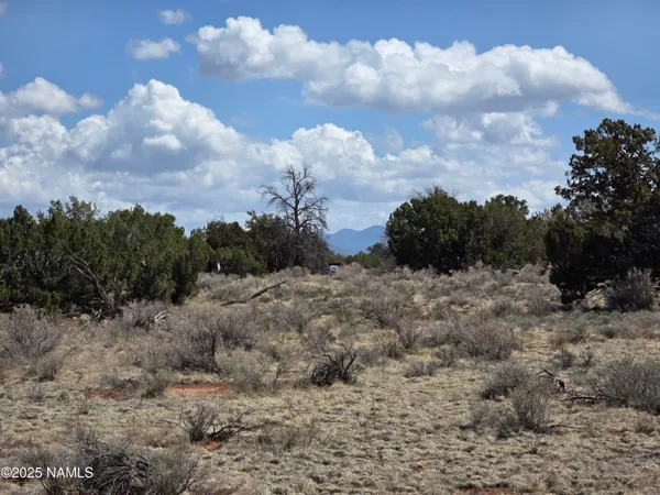a view of a bunch of trees