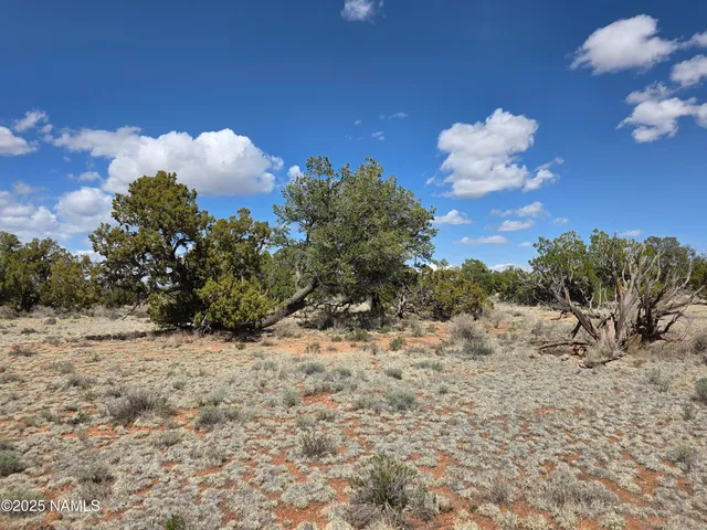 a view of a dry yard with a tree