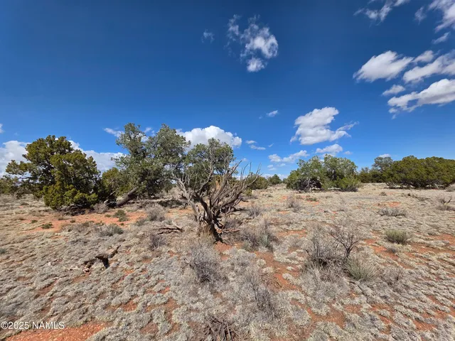 a view of a dry yard with wooden fence