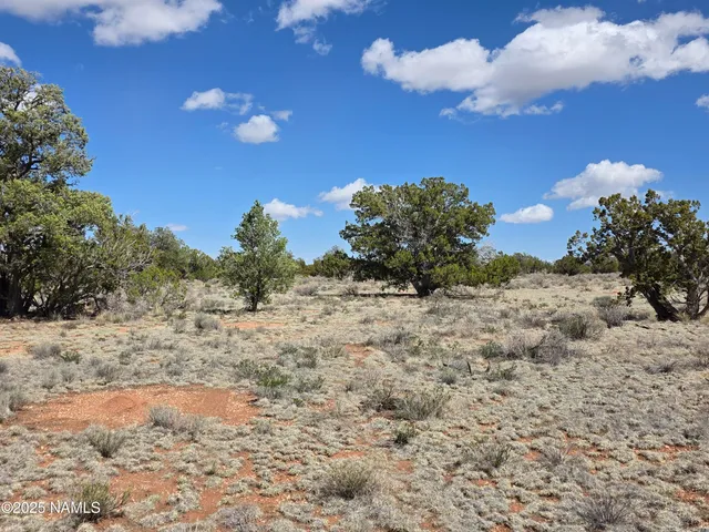 a view of a dry yard with trees in the background