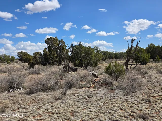 a view of a dry yard with lots of trees