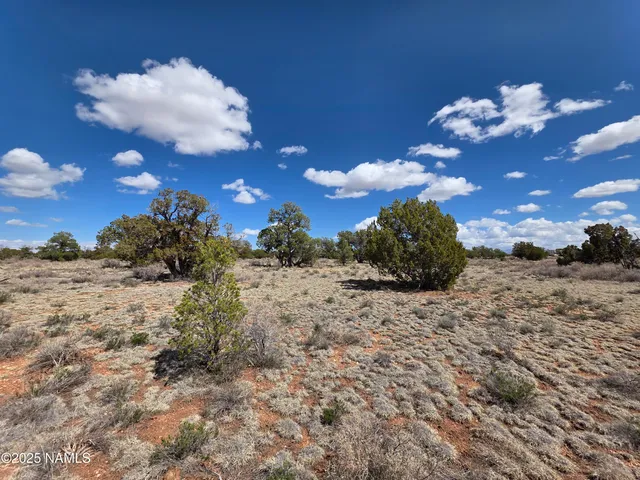 a view of a yard with a tree