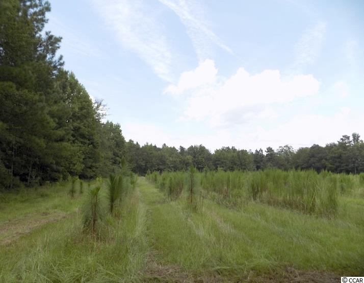 1654 Embree Road Bamberg, SC 29003 - Photo 33 of 40 Gallery Image 33