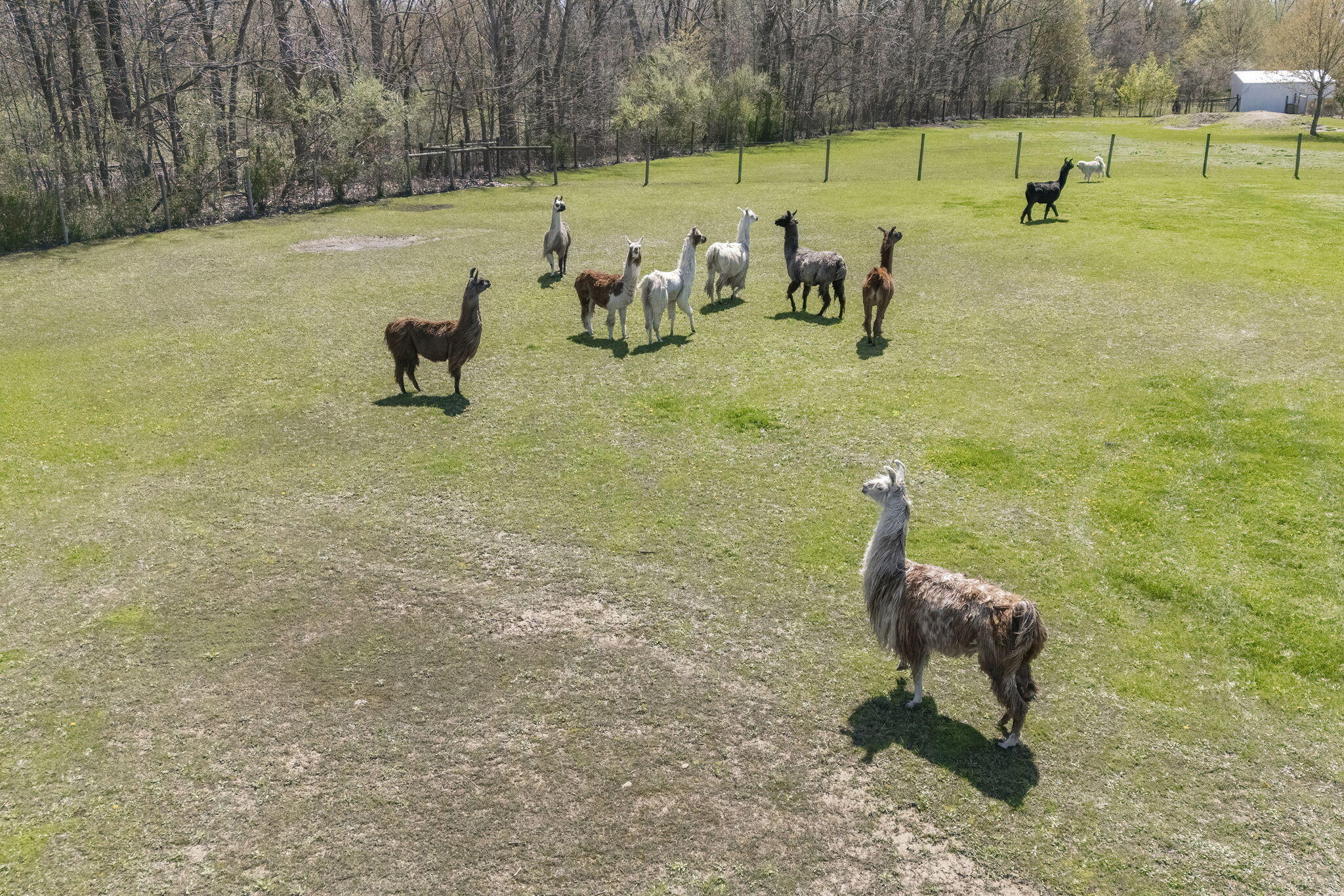 11971 South Hildebrandt Road Sawyer, MI 49125 - Photo 46 of 49 Llamas 4