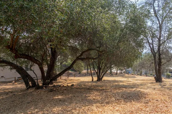 a view of tree next to a yard