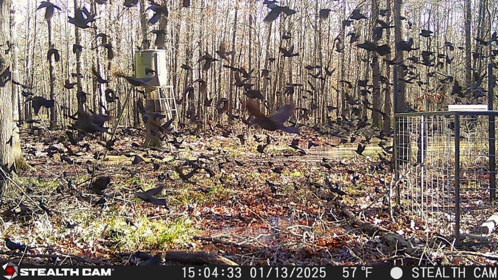 160 Zigler Road Avery, TX 75554 - Photo 6 of 14 View of nature