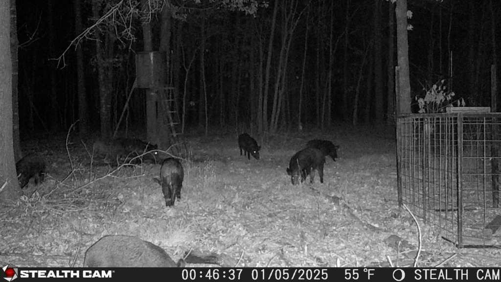 160 Zigler Road Avery, TX 75554 - Photo 7 of 14 View of local wilderness